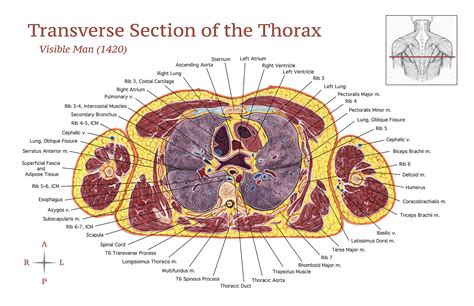 Cross section through middle metacarpal bones of vector. Transverse Section of the Thorax on Behance