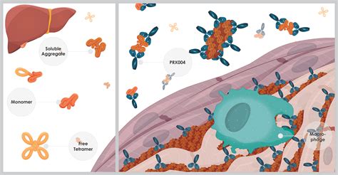 Attr Amyloidosis Prothena