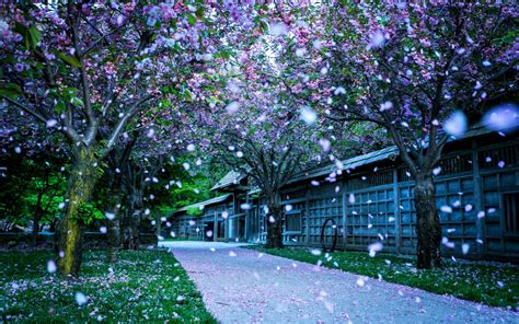Beyond Cherry Blossoms What To See At Kariya Park Visit Mississauga