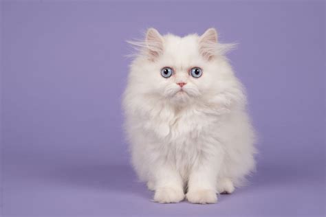 Looking for siamese cat names? 15 Unique Male Cat Names