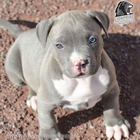 Click here for american bully puppies for sale. Chiot puppy puppies American bully Giant XL XXL Bully ...