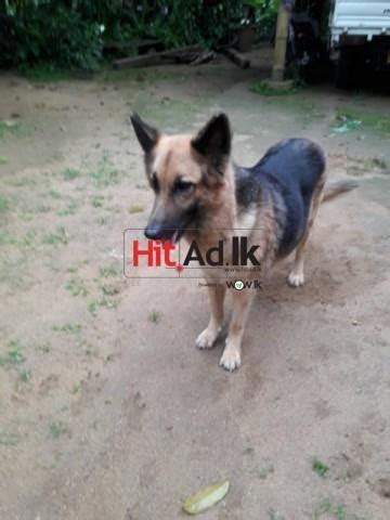 German shepherd pup for sale. Dog Price In Sri Lanka - Animals & Pets - Sri Lanka ...