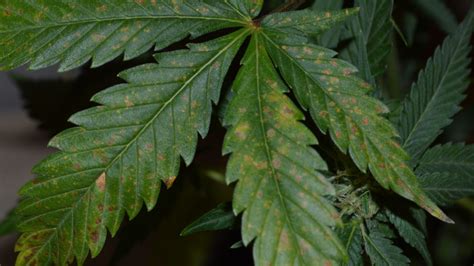 Brown Spots On My Cannabis Plant Leaves Autoflowering Cannabis Blog