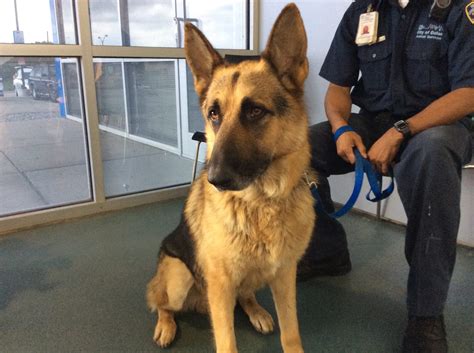 I 35 German Shepherd Gets Rescued And Adopted