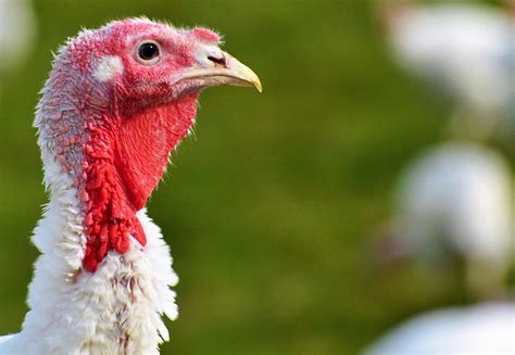 Peta Takes Twitter By Storm After Posting X Rated Thanksgiving Day Post