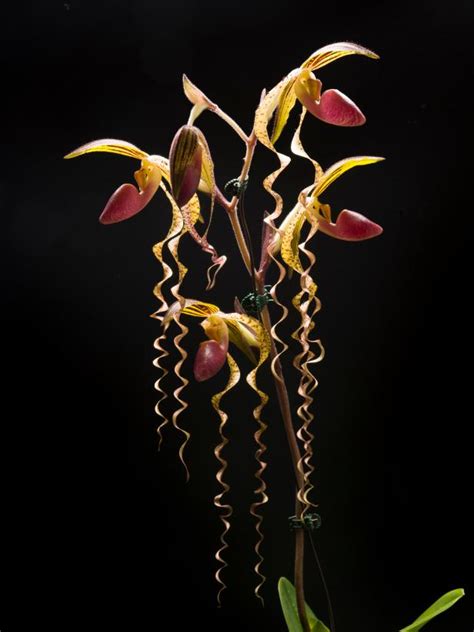 Exotic Orchids At The Chicago Botanic Garden Hgtv