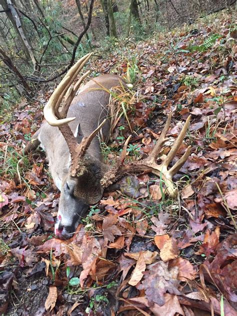 Potential Mississippi State Record Buck Killed At
