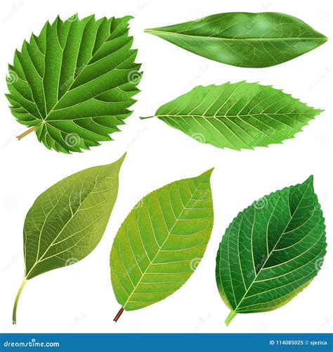 Vector Realistic Green Leaves Collection Stock Vector Illustration Of