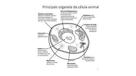 Atividade Celula 6 Ano