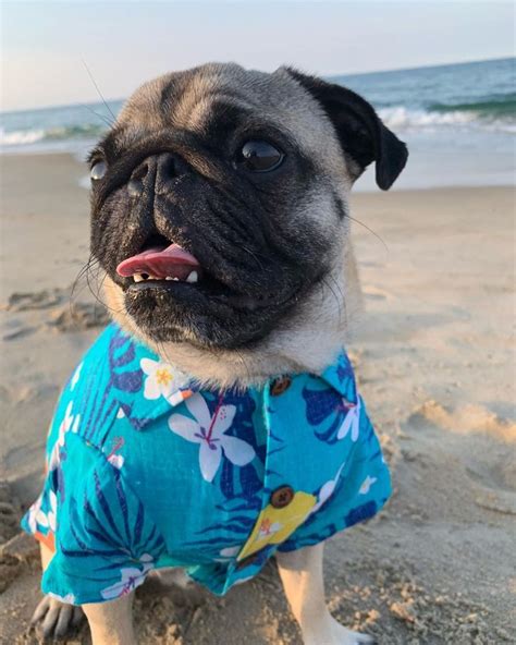 What Is Responsibility Im On Island Time 🏖 Pumbathepug Islandtime