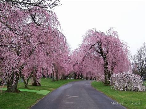 Weeping Cherry Trees In Bloom Weeping Cherry Tree Trees For Front