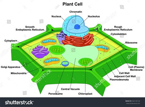 Plant Cell Diagram For Class 9 Driverlayer Search Engine