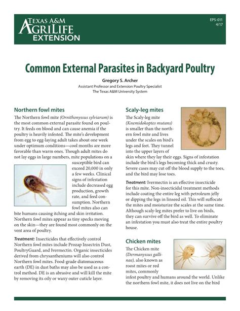 Common External Parasites In Backyard Poultry Publications Agrilife