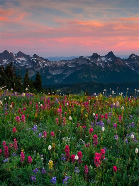 Mount Rainier Meadow Flowers Wallpaper Wallpapersafari