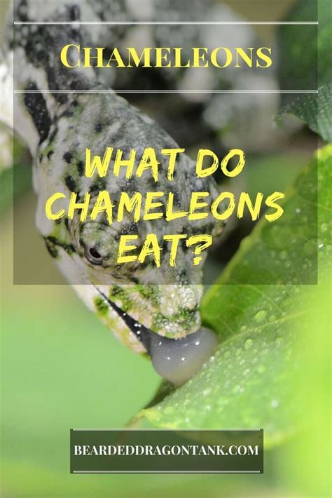 What you need to do is shear all the sheep and go talk to him when all the sheep are fully sheared. What Do Chameleons Eat? How To Feed A Chameleon Properly ...