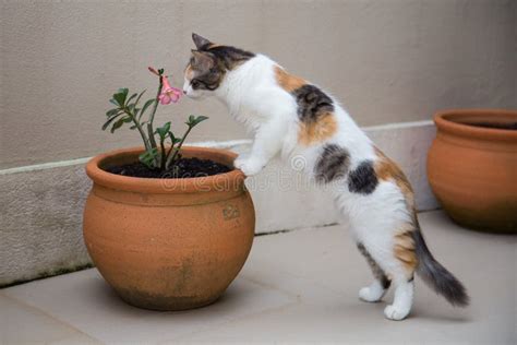 Cute Cat Smelling A Flower Stock Photo Image Of Domestic 93660978