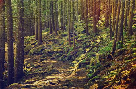 Dense Green Forest High Quality Nature Stock Photos ~ Creative Market