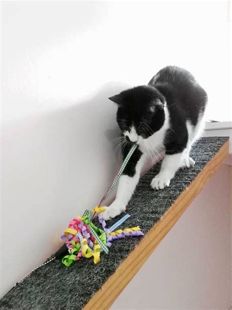 Paula and ken are very experienced. Cat's Cradle Boarding Cattery - Gallery