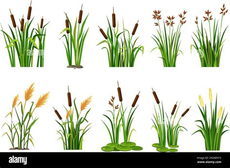 Cartoon Lake Aquatic Plants Swamp Cattails Marsh Reed And Blooming