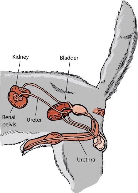 Organs Of Male Reproductive System And Their Functions Organ Organs