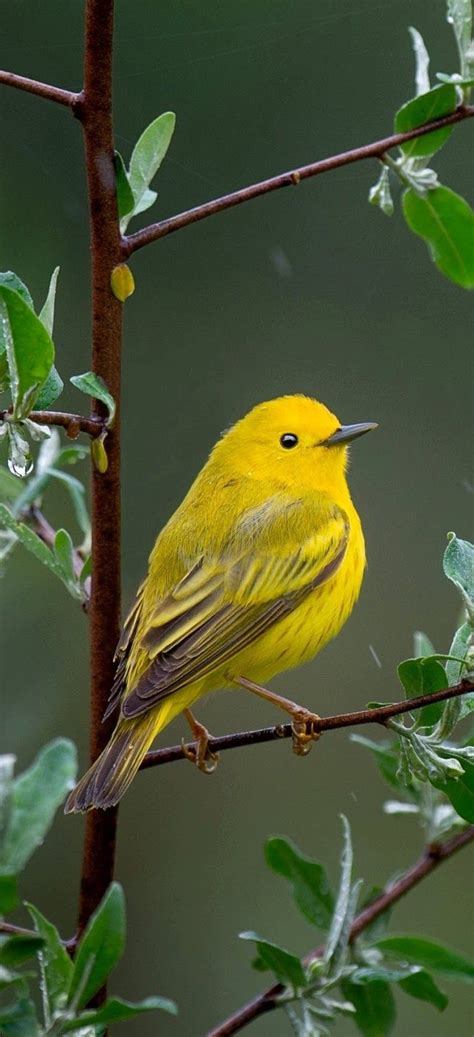 Maine Wild Yellow Bird Unique Rare Bird