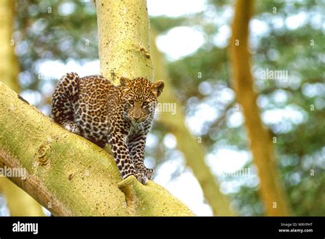 Leopard Panthera Pardus Lake Nakuru National Park Kenya In A Tree