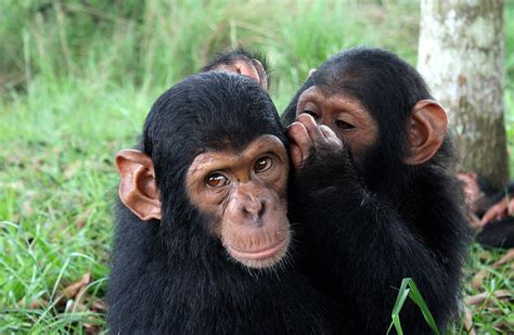 Can Chimpanzees Communicate With Humans Chimpanzee Trekking