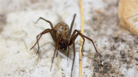 What Is A Hobo Spider Identification Habitat And Behavior Pest
