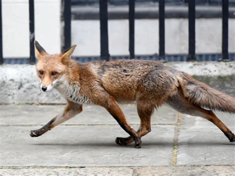 London Foxes Show Early Signs Of Self Domestication Smithsonian