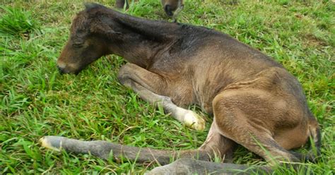 Manejo Reproductivo Equino Encefalopatia Neonatal En Potros