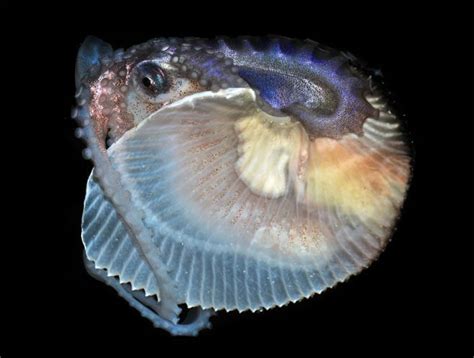 Slideshows Deep Sea Creatures Sea Creatures Animals
