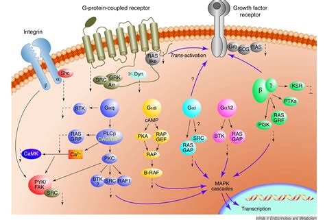 Activation Of MAPK Cascades By G Protein Coupled Receptors The Case Of Gonadotropin Releasing