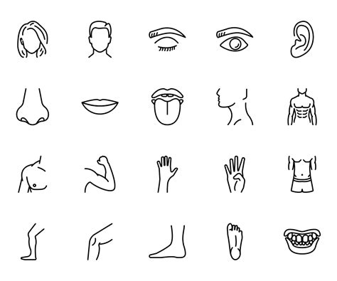Human Body Parts Line And Colour Icons Graphicsfuel