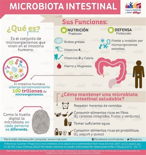 Microbiota Intestinal Que Es Cuales Son Sus Funciones Y Por Que Es Images