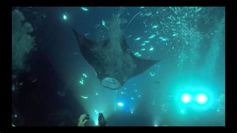 Gopro Manta Ray Night Dive Kona Youtube