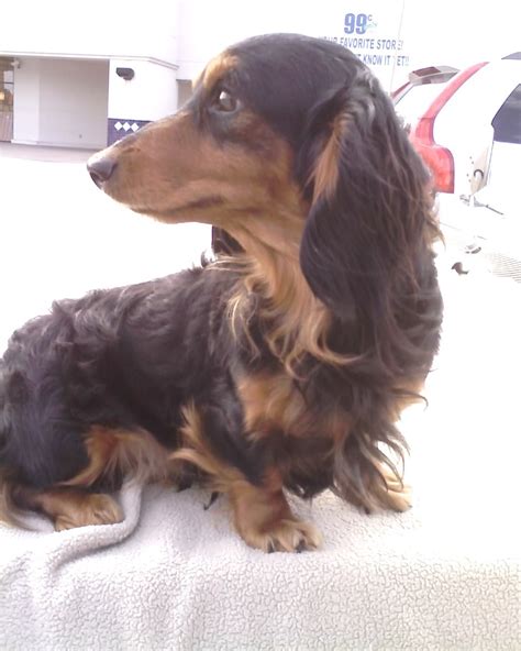 2 greensboro long haired dapple dachshund. Miniature Dachshund Facts, Info, Temperament, Puppies ...