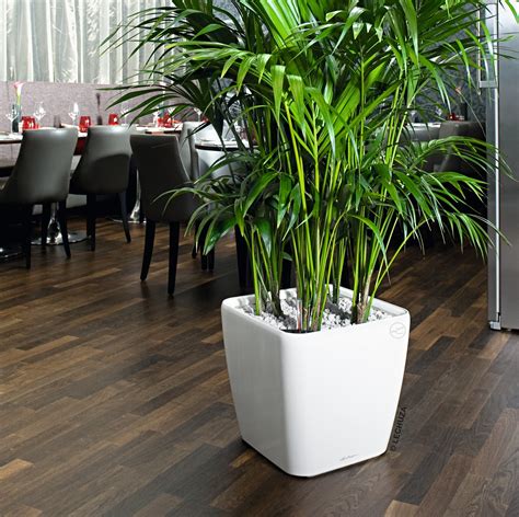 Large Indoor Planters Ideas On Foter