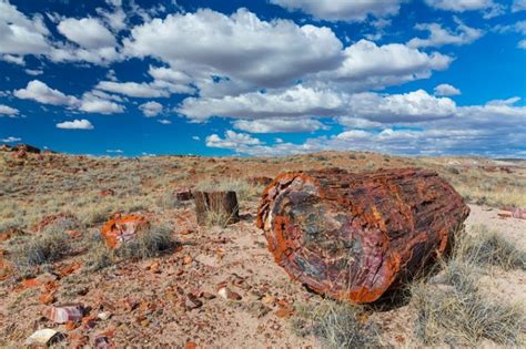 The Ultimate Guide To Petrified Wood What It Is And How Its Made