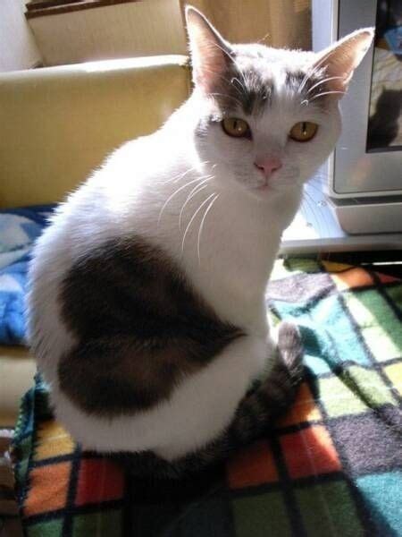10 Cats With Heart Shaped Fur Catster