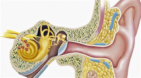 Диетой лечат какие болезни