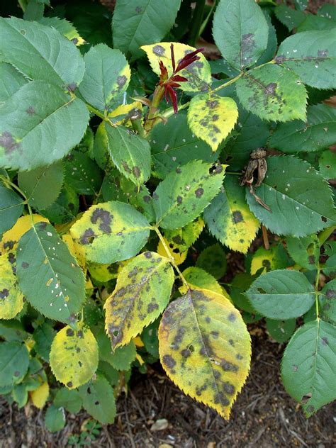 What Causes Yellow Leaves On Knockout Roses Treatments