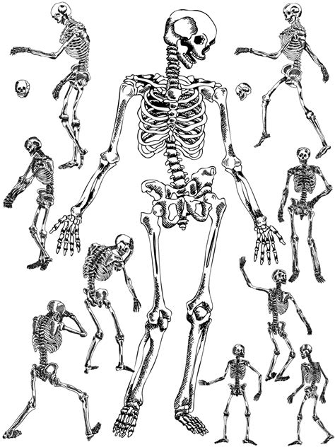 Skeleton Vector Pack 43666 Illustrations Design Bundl