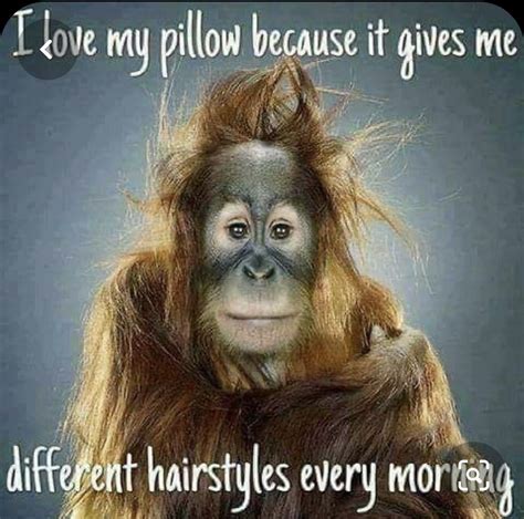 Pin By Leah Valenzuela On Hair Funny Animal Faces Monkeys Funny
