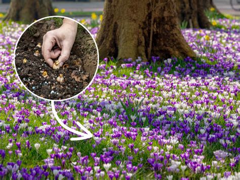 Découvrez des méthodes éprouvées d élevage de crocus Garantie 100