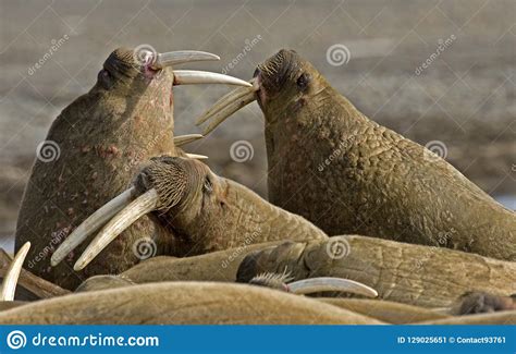 Walrus Walrus Odobenus Rosmarus Stock Image Image Of Haas Mammal
