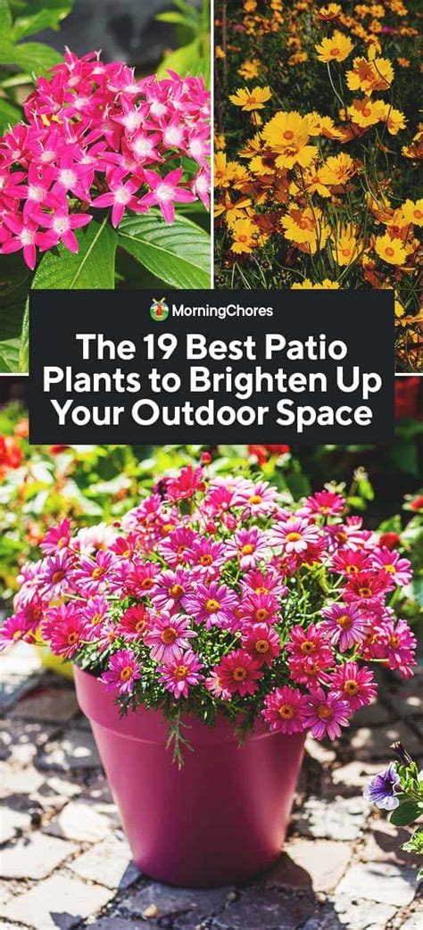 The 19 Best Patio Plants To Brighten Up Your Outdoor Space