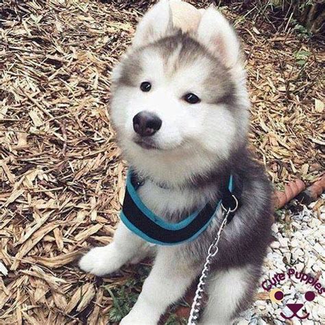 #husky #puppy #dog #husky puppies #cute #blackandwhite #black and white #eyes #blue #photo #photography #photooftheday #puppies #nom nom #husky puppies #animals #dog #dogs. Cute Husky Puppies That You Will Love - Cute Puppies Now