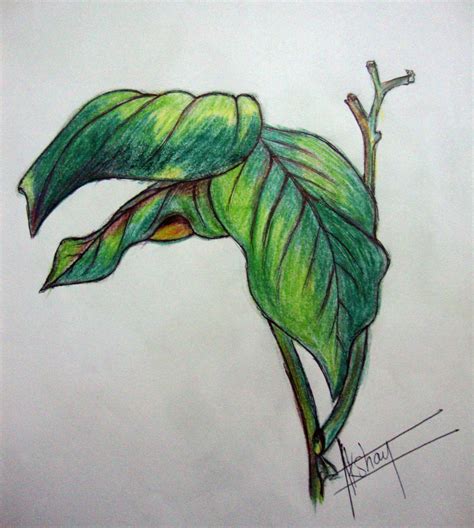 Akshayartcorner Colour Pencil Sketches Leaf Study