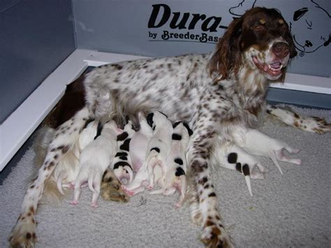 Check spelling or type a new query. LLEWELLIN SETTER PUPPIES