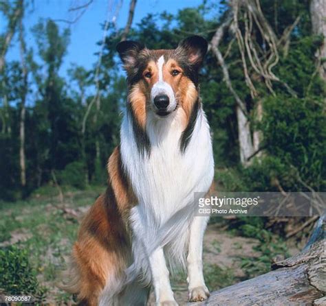 Lassie Foto E Immagini Stock Getty Images